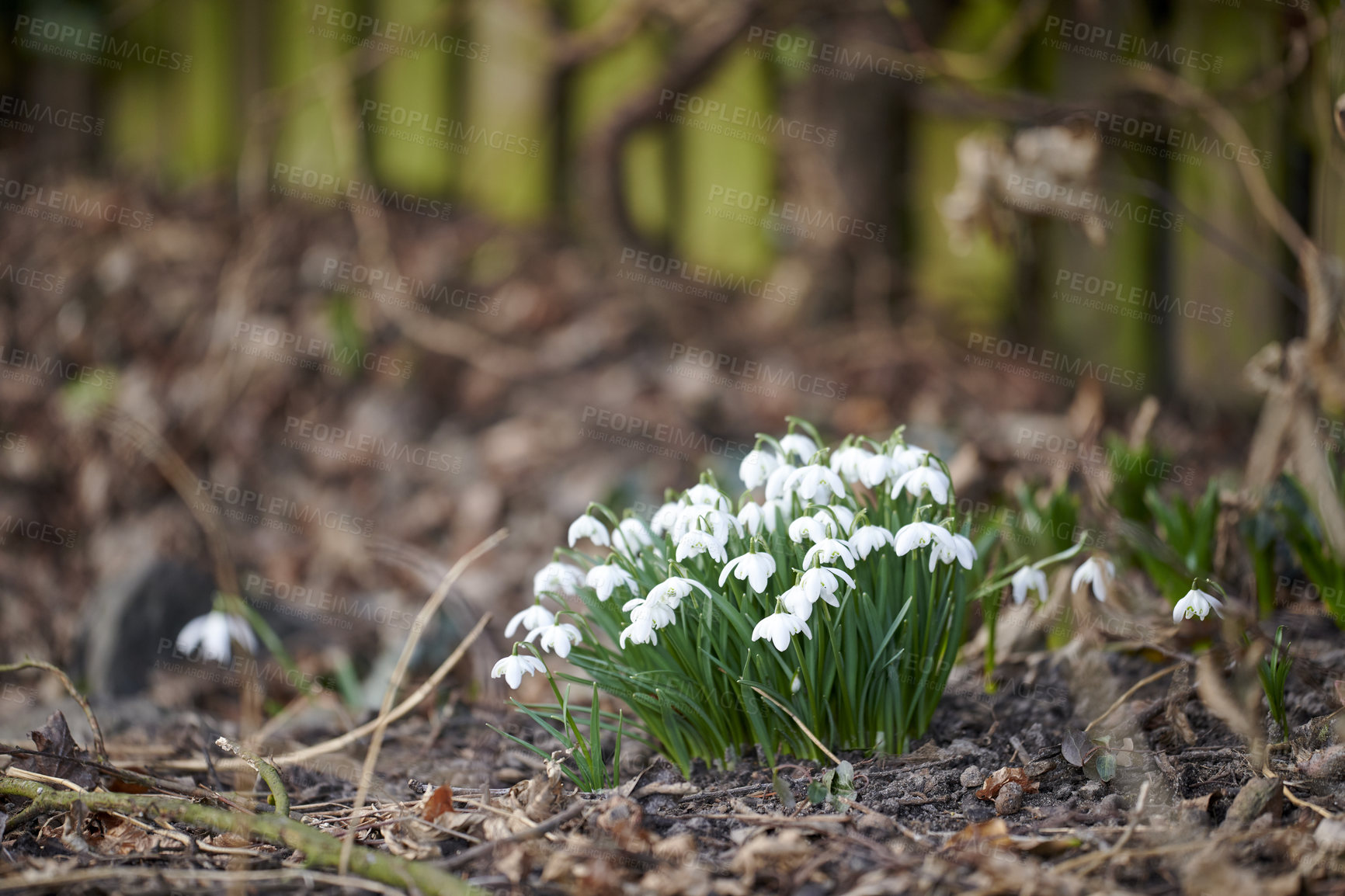 Buy stock photo Closeup of white snowdrop or galanthus flowers blooming in a garden on the ground in spring copy space. Bulbous, perennial and herbaceous plant from the amaryllidaceae species thriving in nature