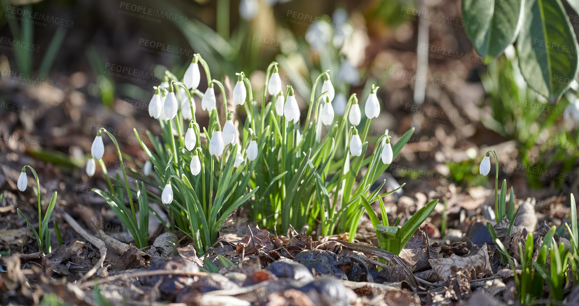 Buy stock photo Closeup of pure white snowdrop or galanthus flowers blooming on a sunny day in spring. Bulbous, perennial and herbaceous plant from the amaryllidaceae species thriving in a peaceful garden outdoors