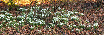 Buy stock photo Shot of flowers in spring