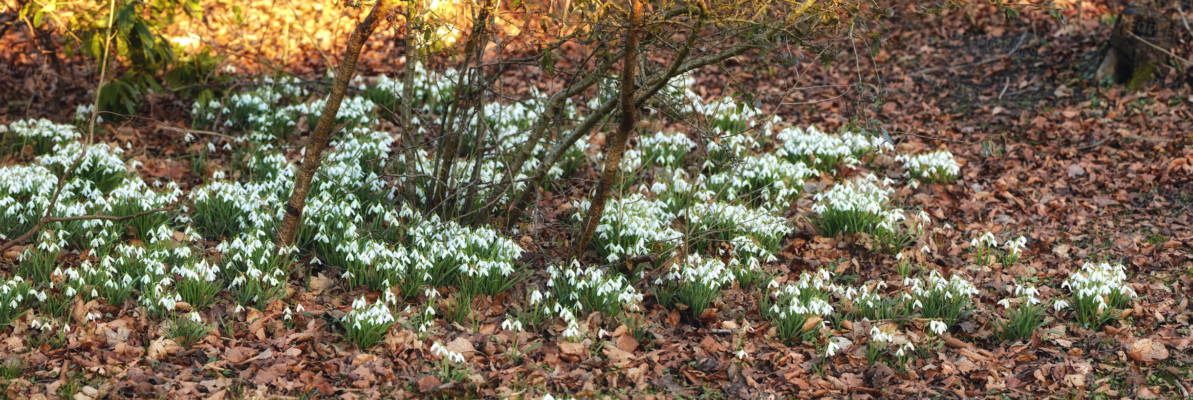 Buy stock photo Shot of flowers in spring