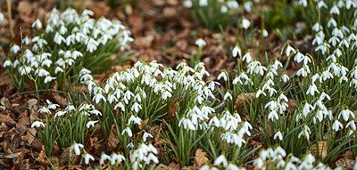 Buy stock photo Closeup of white Snowdrops growing in a green garden in peaceful harmony with nature. Zoom in on seasonal flowers in a field or meadow. Macro details, texture and nature pattern of flora and petals