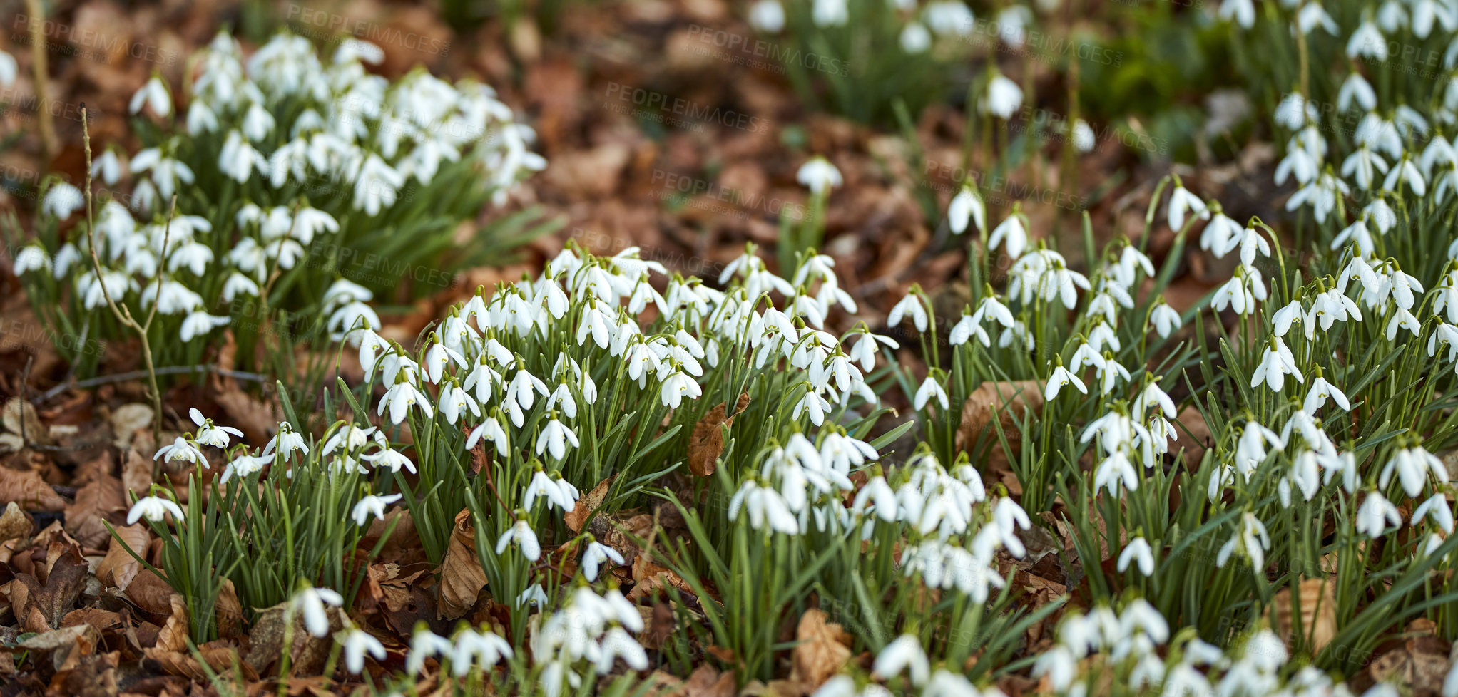 Buy stock photo Closeup of white Snowdrops growing in a green garden in peaceful harmony with nature. Zoom in on seasonal flowers in a field or meadow. Macro details, texture and nature pattern of flora and petals