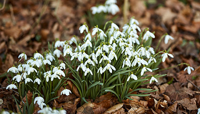 Buy stock photo Closeup of a many fresh Snowdrops growing in wild bunches in a forest. Zoom in on white seasonal flowers in harmony with nature. Macro details of petals, green leaves in a quiet park or field