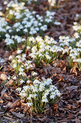 Buy stock photo Top view of white snowdrop flowers growing in a backyard garden in nature during summer. Flowerbed of small Galanthus nivalis flowering plants blooming and opening up on a lawn in spring from above