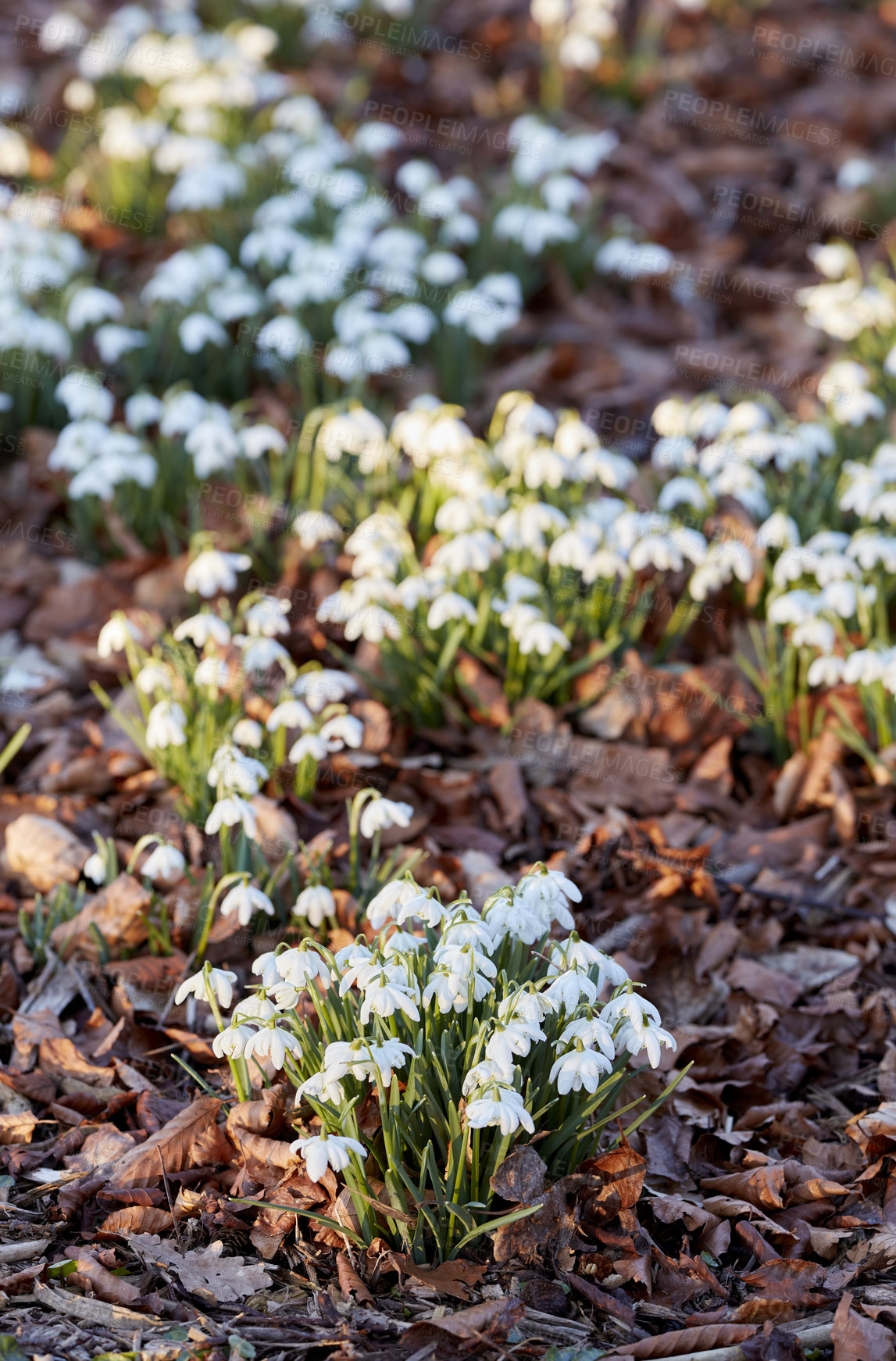 Buy stock photo Top view of white snowdrop flowers growing in a backyard garden in nature during summer. Flowerbed of small Galanthus nivalis flowering plants blooming and opening up on a lawn in spring from above