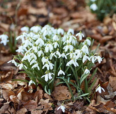 Buy stock photo Closeup of white snowdrop or galanthus flowers blooming in nature. Bulbous, perennial and herbaceous plant from the amaryllidaceae species thriving in a peaceful garden amongst brown autumn leaves 