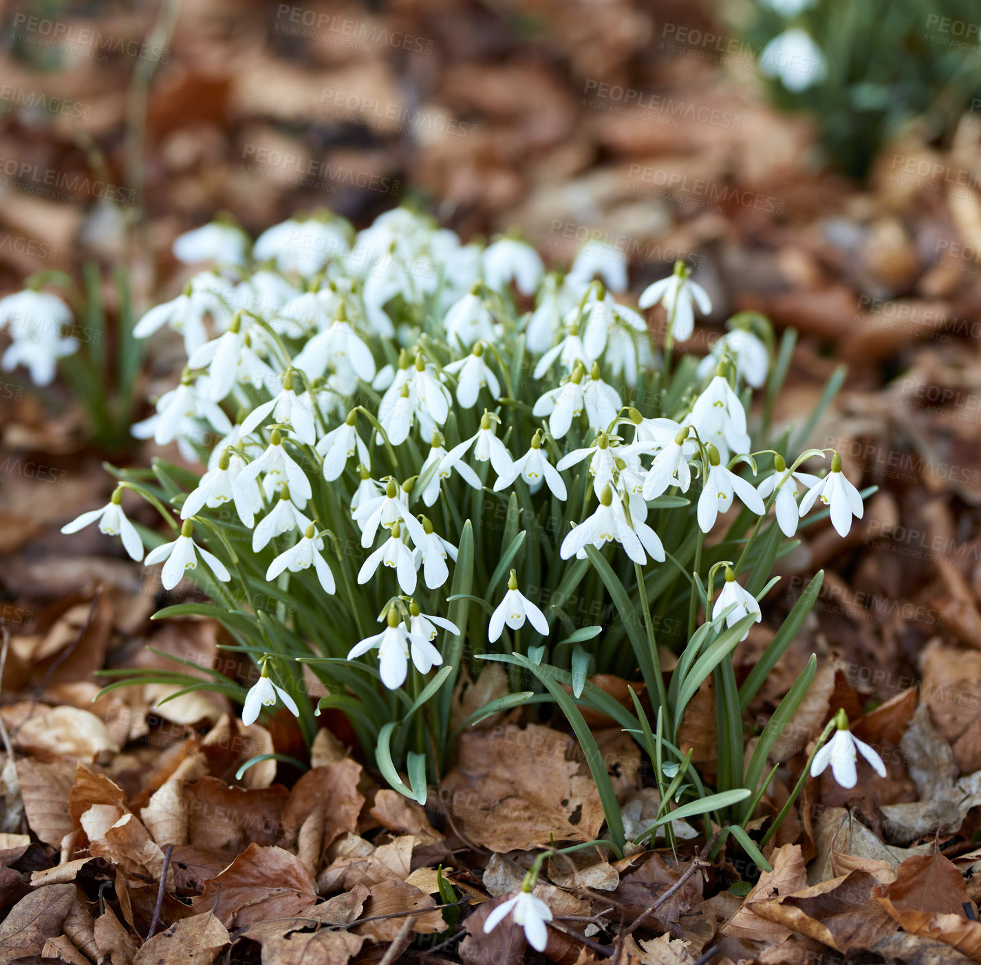 Buy stock photo Closeup of white snowdrop or galanthus flowers blooming in nature. Bulbous, perennial and herbaceous plant from the amaryllidaceae species thriving in a peaceful garden amongst brown autumn leaves 