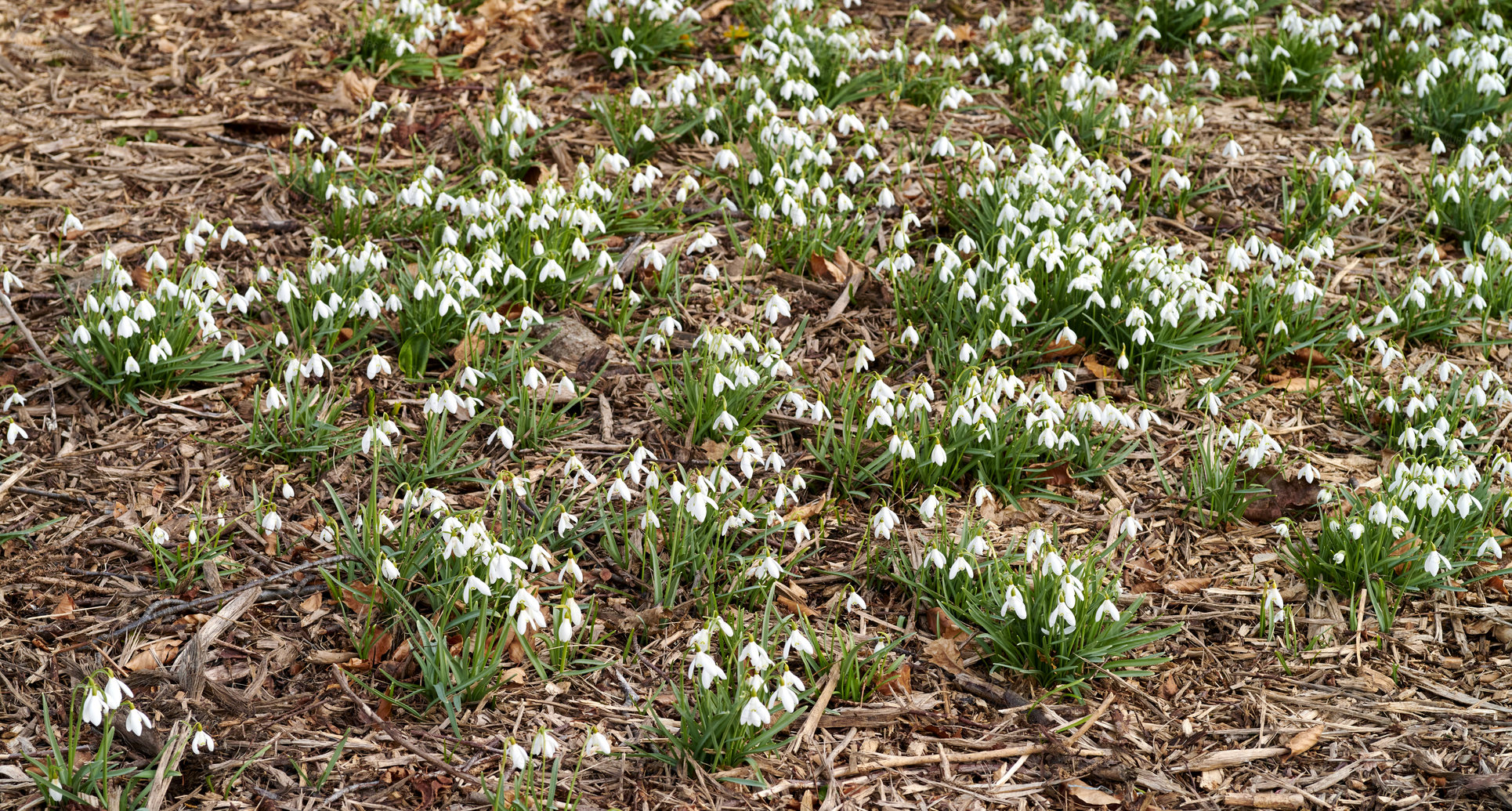 Buy stock photo Top view of white snowdrop flowers growing in a backyard garden in nature during summer. Flowerbed of small Galanthus nivalis flowering plants blooming and opening up on a lawn in spring from above