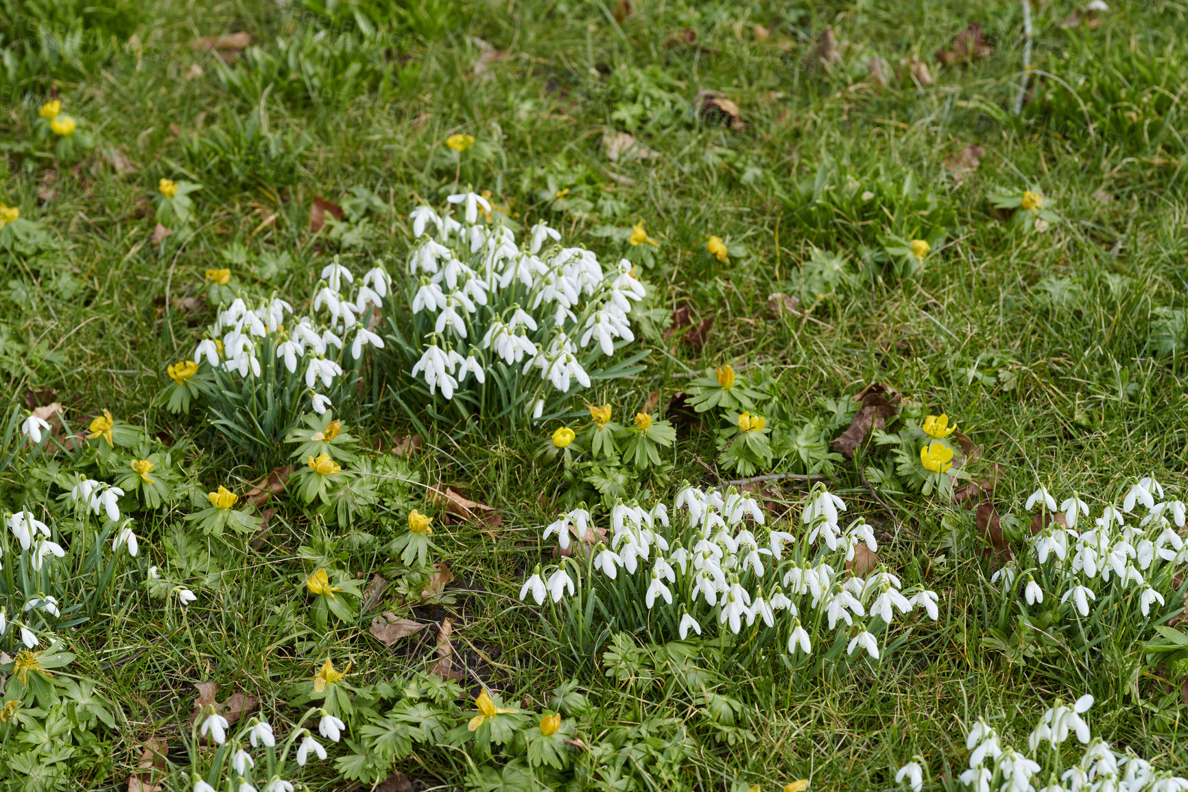 Buy stock photo Beautiful white flowers outside on a sunny Spring day. Calm and relaxing field of plants with vibrant colors of nature including green and yellow. Flowers known as Galanthus nivalis.