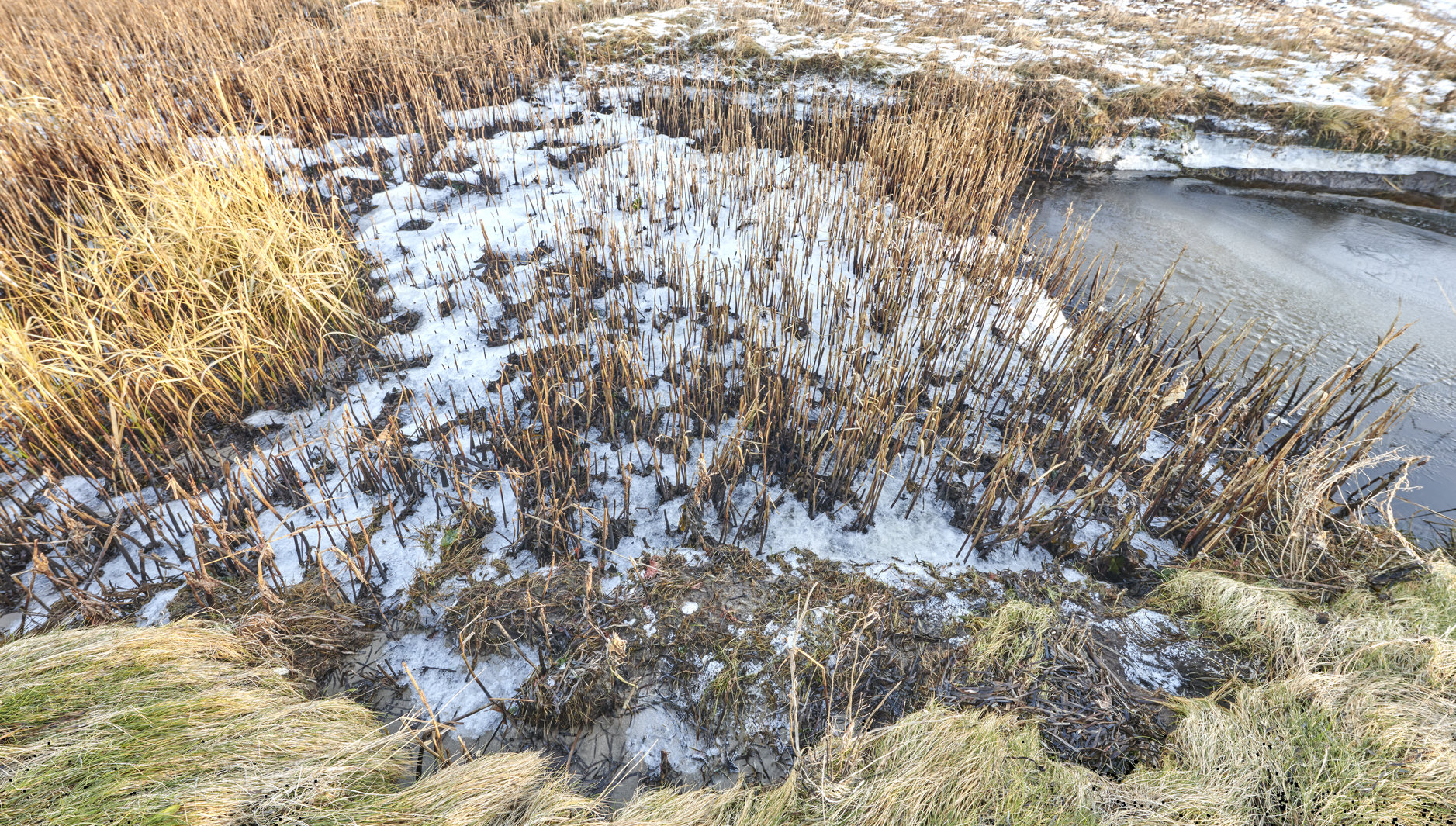 Buy stock photo Winter, water and pond with grass in wilderness of natural growth, ice or glacier in nature. Empty, frozen land or cold environment of outdoor landscape, lake or sea with snow, patches or bushes