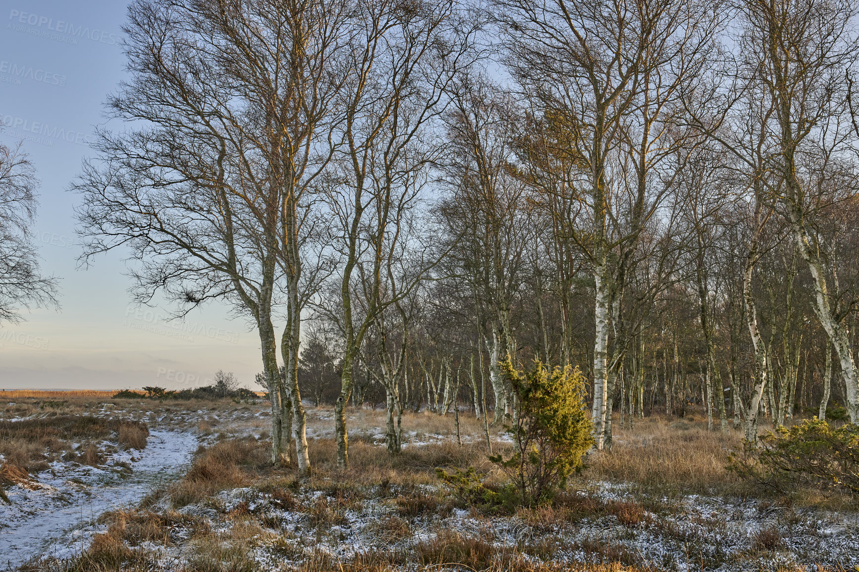 Buy stock photo Environment, wind and travel with tree in nature for forest, winter season and sustainability. Landscape, ecology and conservation with habitat outdoor for vacation, woods ecosystem and growth