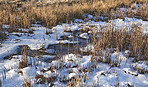 Danish Winter landscape by the coast of Kattegat