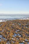 Danish Winter landscape by the coast of Kattegat