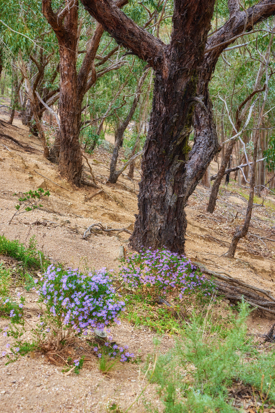 Buy stock photo Landscape view of flowers growing in a forest or nature park in summer. Small flowering plants blooming in a natural environment in the woods. Pretty flora blossoming and flowering in the wilderness