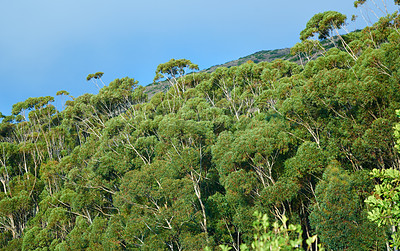 Buy stock photo Landscape view of green eucalyptus gum rainforest canopy trees growing in wild and remote countryside. Scenic ecosystem of dense plants and bushes in remote conservation forest or nature woods