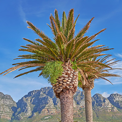 Buy stock photo Beautiful tropical palm trees growing against a blue sky and mountain background. Scenic Landscape of an iconic landmark and famous travel destination with coconut plants in South Africa in summer