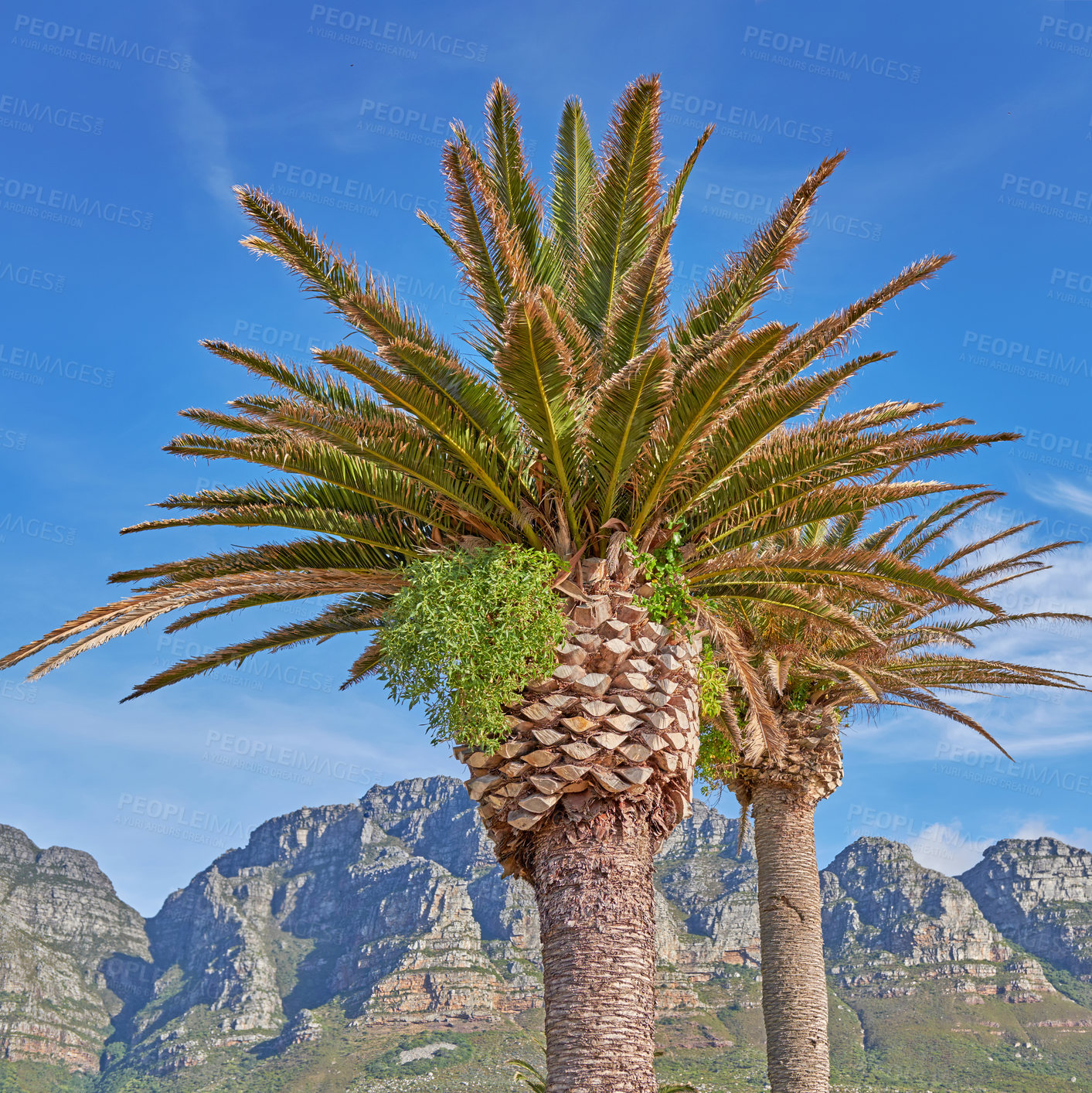 Buy stock photo Beautiful tropical palm trees growing against a blue sky and mountain background. Scenic Landscape of an iconic landmark and famous travel destination with coconut plants in South Africa in summer