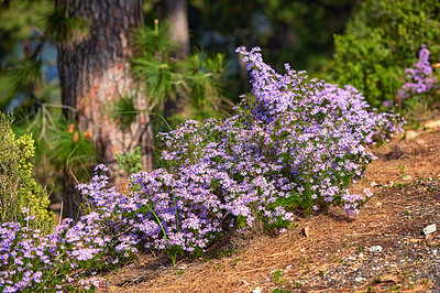 Buy stock photo Purple little flowers on the slope of a hill in mother nature. A small bush of colourful and vibrant flowers growing on the floor in the woods. Exploring nature and wildlife during the day on a hike