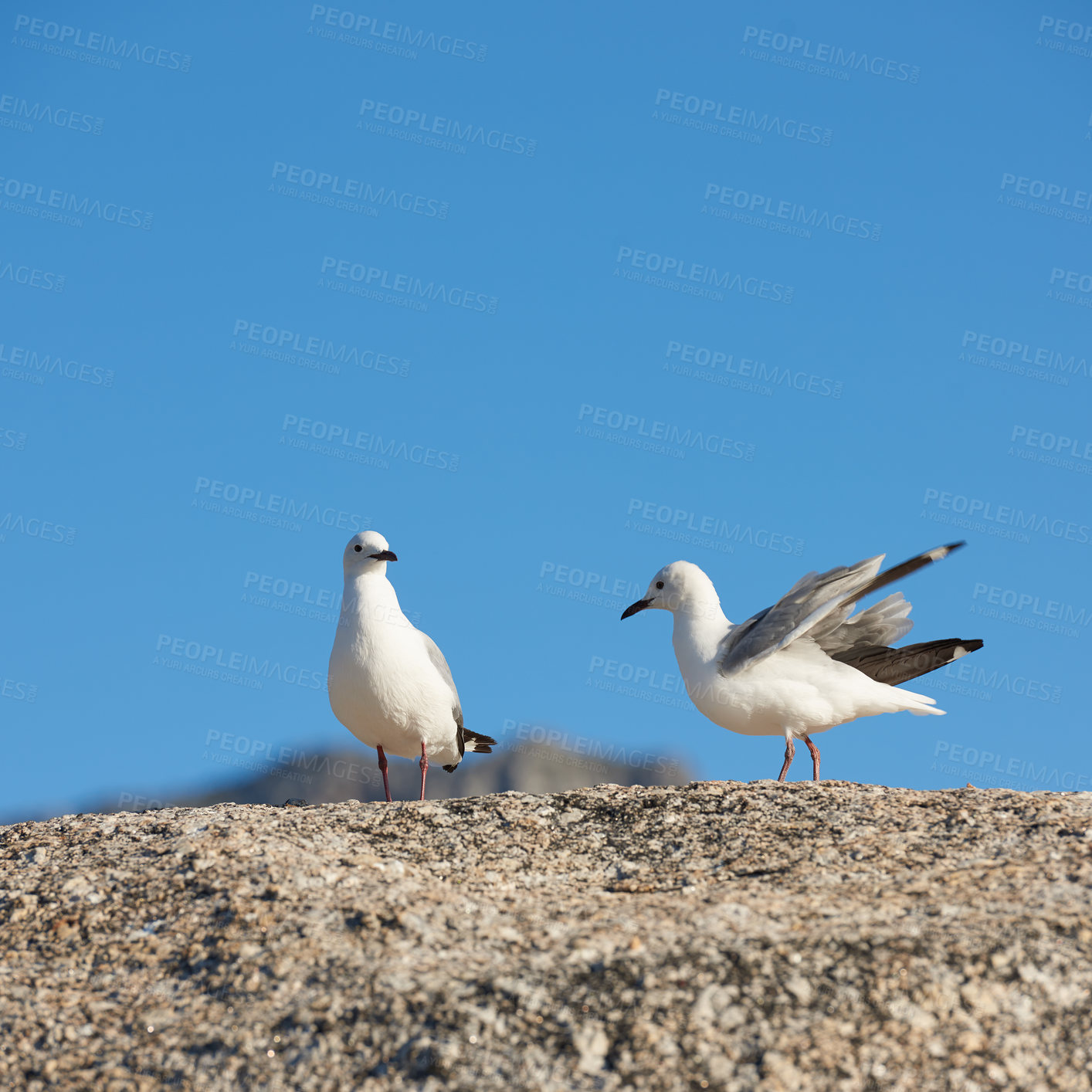 Buy stock photo Wildlife in its natural habitat in summer in South Africa.  Seagulls sitting on a rock against a blurred blue background outside. Cute marine birds on a coastal boulder by the ocean with copy space