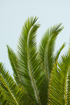 Buy stock photo A big Sago Palm plant growing outdoors with a blue sky background. Closeup detail of the pattern of lush green leaves outdoors on a summer day. Cycas Revoluta tree in nature or forest in spring