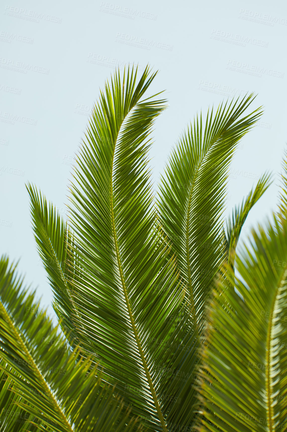 Buy stock photo A big Sago Palm plant growing outdoors with a blue sky background. Closeup detail of the pattern of lush green leaves outdoors on a summer day. Cycas Revoluta tree in nature or forest in spring