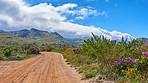 Flowers, plants and trees on mountain side in South Africa