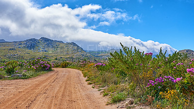 Buy stock photo Countryside dirt road leading to scenic mountains with Perez's sea lavender flowers, lush green plants and bushes growing along the path. Landscape view of quiet scenery in a beautiful nature reserve