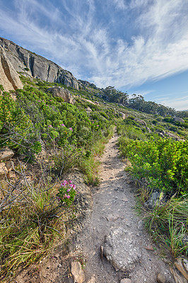 Buy stock photo Rocky landscape on the top of Table Mountain in Cape Town, South Africa. Lush green plants and bushes growing against a blue sky background. Relaxing, soothing views of a mountain peak in nature