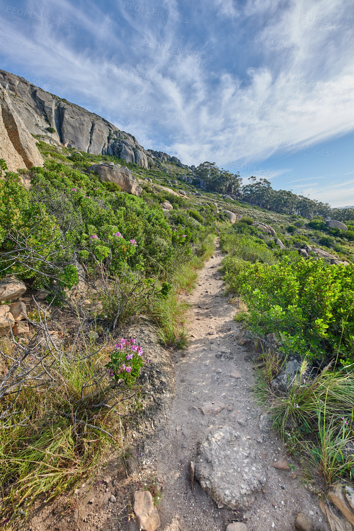 Buy stock photo Rocky landscape on the top of Table Mountain in Cape Town, South Africa. Lush green plants and bushes growing against a blue sky background. Relaxing, soothing views of a mountain peak in nature