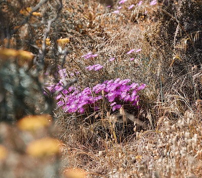 Buy stock photo Pink trailing ice plant flowers growing in drying autumn grass in remote countryside meadow, field or a nature reserve. Desaturated view of bushes, shrubs and flora in peaceful, serene and wild land 