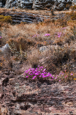 Buy stock photo Mountainside with brown plants and vibrant purple flowers with copy space. Indigneous dry fynbos and wild grass growing on a rocky hill in summer in South Africa. Quiet nature scene for wallpaper