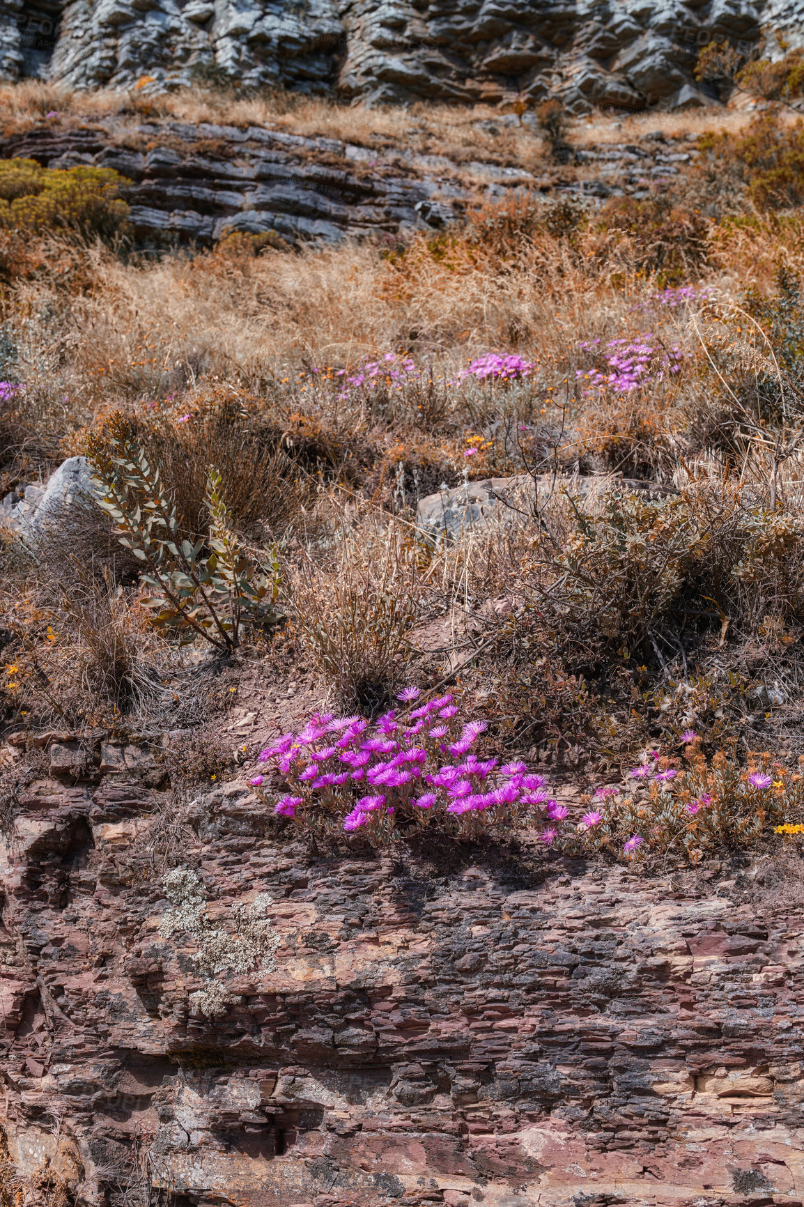 Buy stock photo Mountainside with brown plants and vibrant purple flowers with copy space. Indigneous dry fynbos and wild grass growing on a rocky hill in summer in South Africa. Quiet nature scene for wallpaper