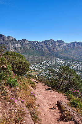 Buy stock photo Hiking trail between bushes with a view of the mountains on a blue sky background with copy space. Nature landscape of colorful plants growing in nature near a dirt road on Table Mountain, Cape Town