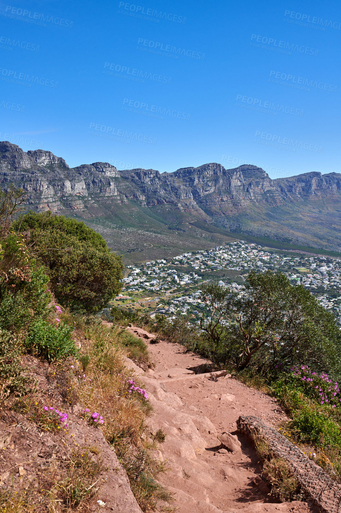 Buy stock photo Hiking trail between bushes with a view of the mountains on a blue sky background with copy space. Nature landscape of colorful plants growing in nature near a dirt road on Table Mountain, Cape Town