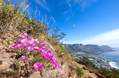 Buy stock photo Mountain trails on Lion's Head, Table Mountain National Park, Cape Town, South Africa