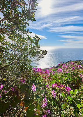 Buy stock photo Landscape view of beautiful vegetation and greenery on a mountain side in a natural environment on a summer day. Copy space of flowers, plants and trees on a hill with a calm ocean in the background