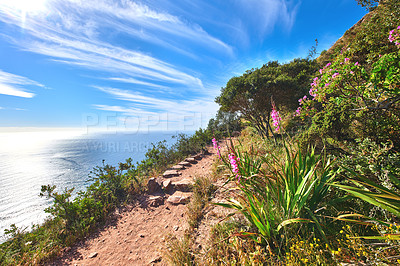 Buy stock photo Mountain view, hiking trail with copy space leading to nature reserve with pink gladiolus communis flowers. Green flora, bush or plants growing in peaceful, serene and wild landscape in South Africa