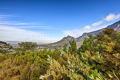 Buy stock photo Beautiful view of green plants with a mountain and blue sky background in South Africa, Western Cape. Scenic and tranquil landscape of flora in an uncultivated natural ecosystem in Cape Town