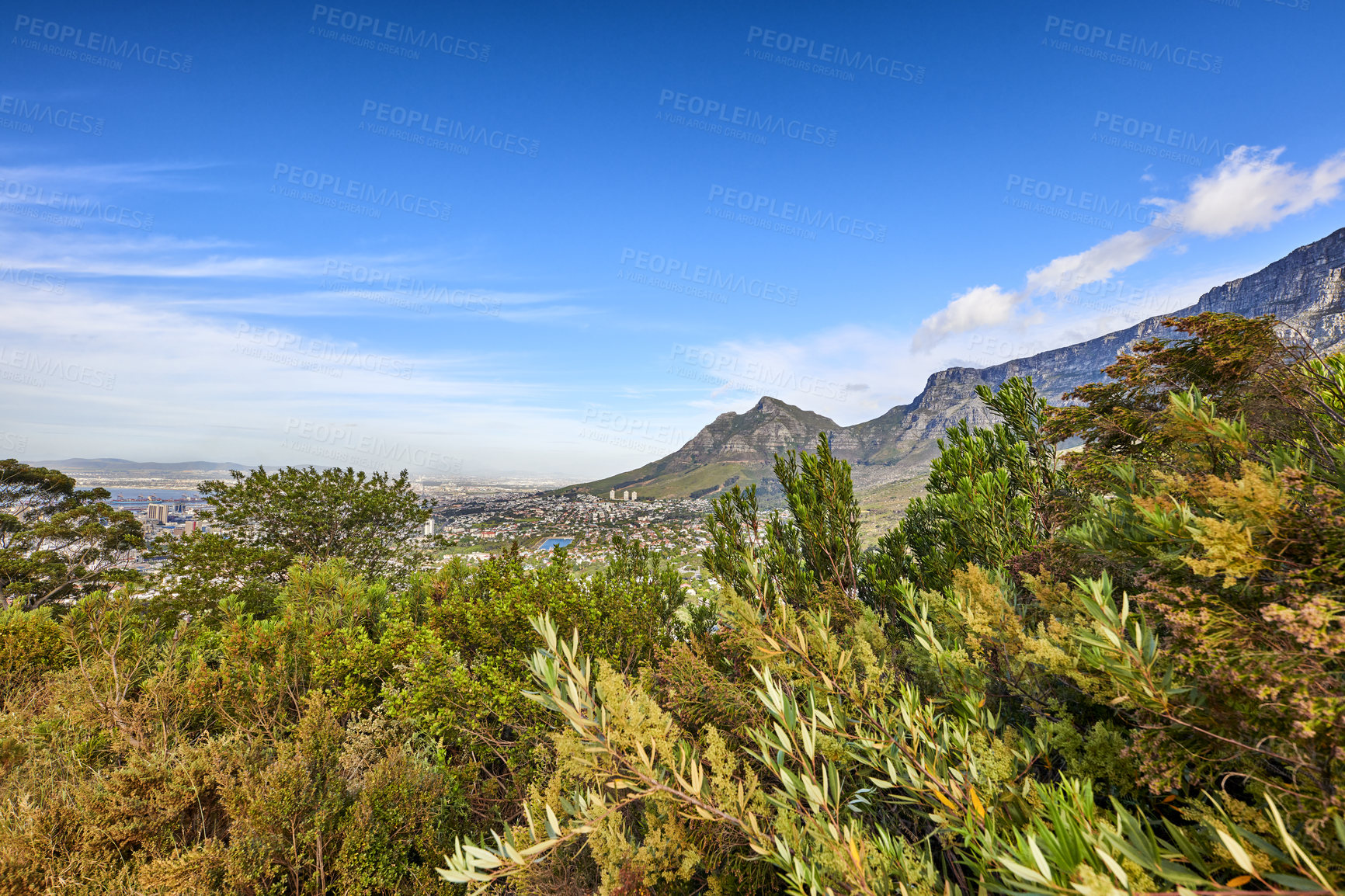 Buy stock photo Beautiful view of green plants with a mountain and blue sky background in South Africa, Western Cape. Scenic and tranquil landscape of flora in an uncultivated natural ecosystem in Cape Town