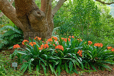 Buy stock photo Orange bush lily growing near a tree trunk in spring. Nature landscape of indigenous clivia miniata flowers blooming in green nature. Popular native South African plant in a lush garden foliage