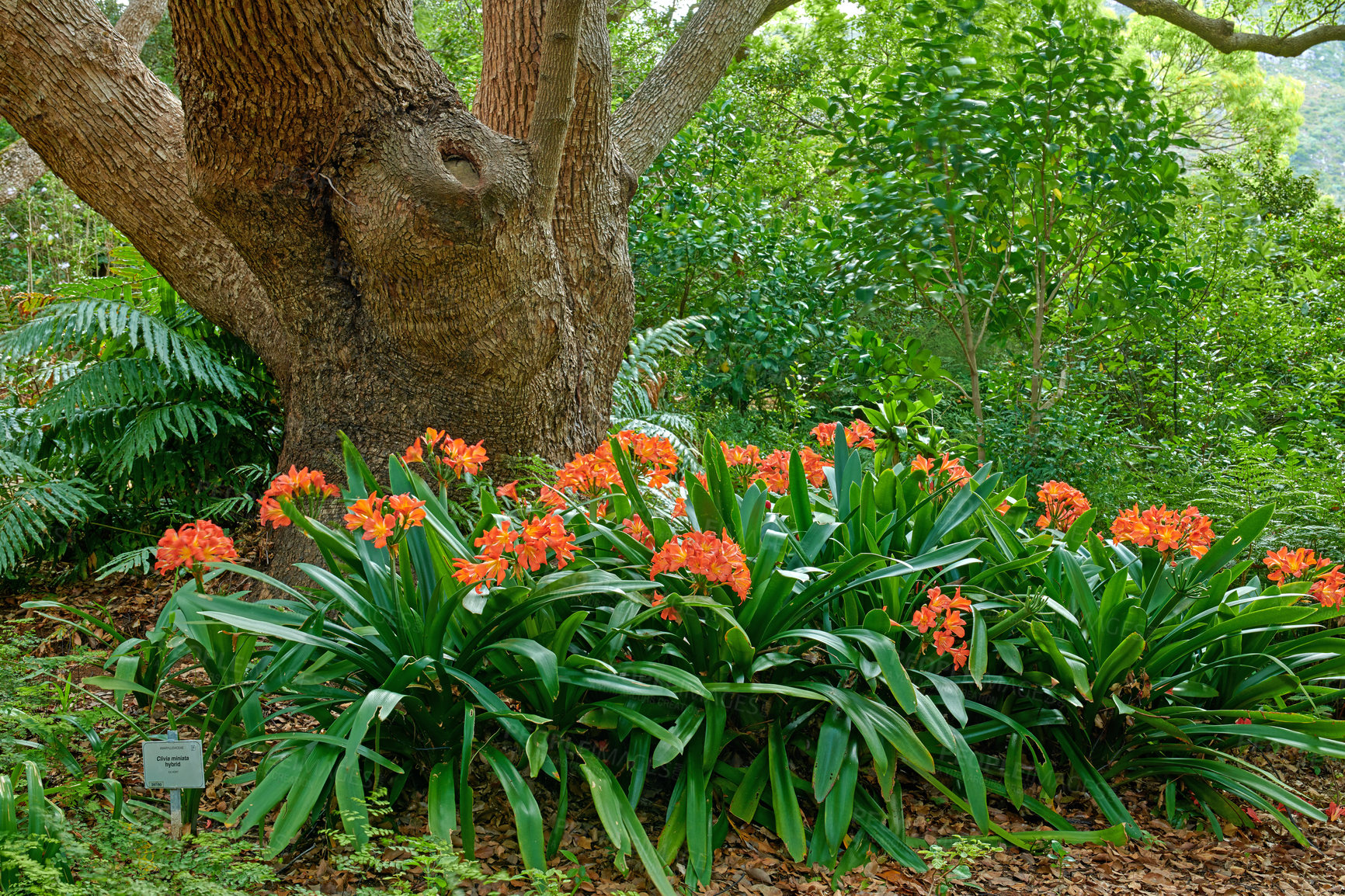 Buy stock photo Orange bush lily growing near a tree trunk in spring. Nature landscape of indigenous clivia miniata flowers blooming in green nature. Popular native South African plant in a lush garden foliage