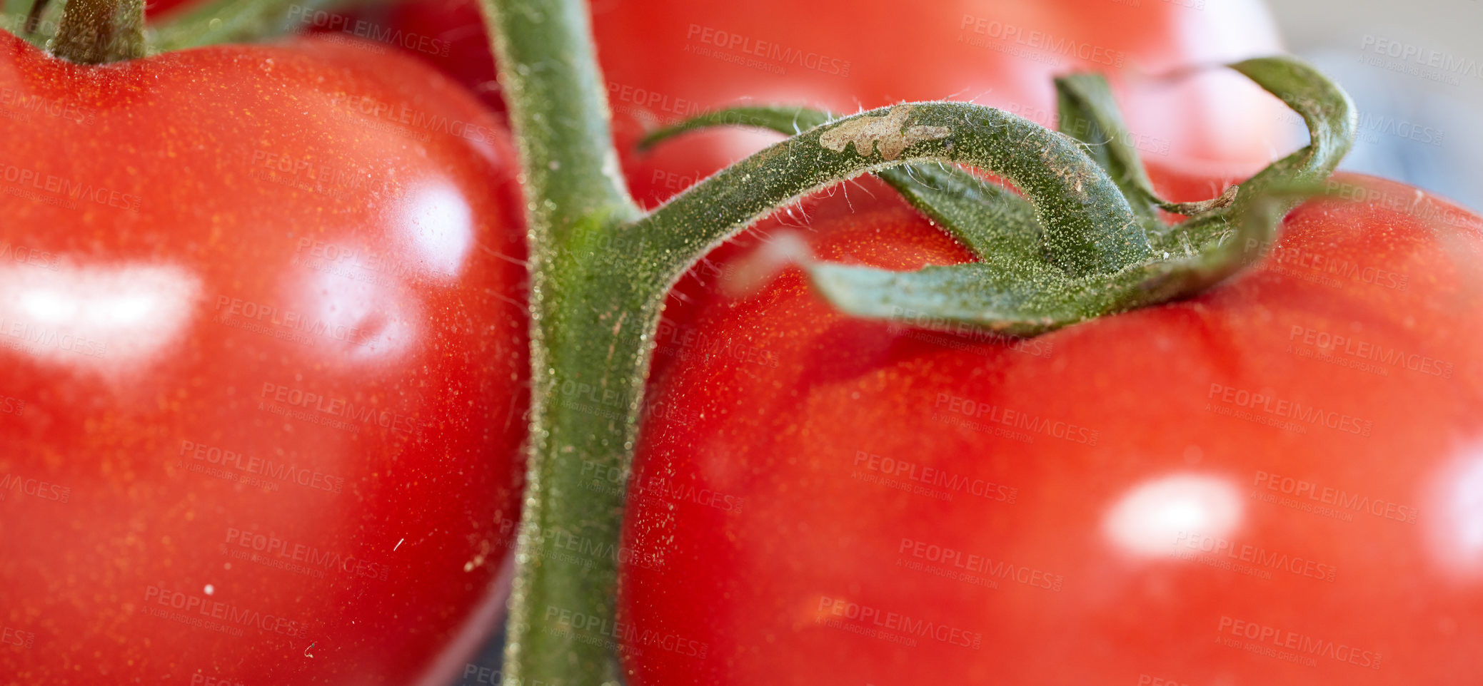 Buy stock photo Closeup of ripe red tomatoes with green stem for fresh natural and organic vegetables with copy space background. Wide wallpaper for healthy produce or sustainable fruit farming