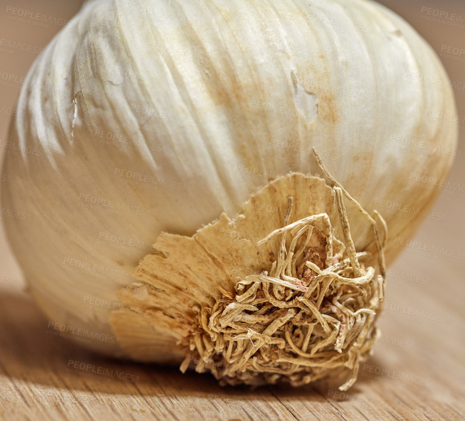 Buy stock photo Closeup of a garlic head with curly roots at the base. One organic herb plant on a wooden table in a kitchen. An Ingredient or vegetable for cooking used to add flavor and taste