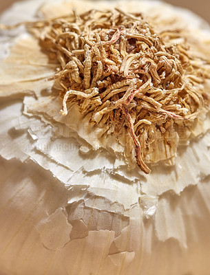 Buy stock photo Earthy roots on a garlic clove. Closeup of one whole, organic and fresh herb plant with strong smell and pungent taste. Healthy ingredient used as a flavoring in food cooking and herbal medicine