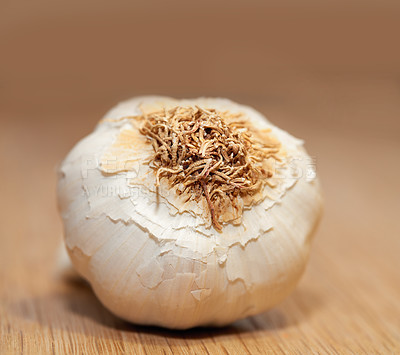 Buy stock photo Garlic bulb with earthy roots at the base. Closeup of one whole, organic and fresh herb plant with strong smell and pungent taste. Healthy ingredient used as flavoring in cooking and herbal medicine