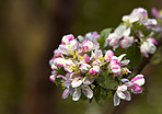 Beautiful flowers from my garden