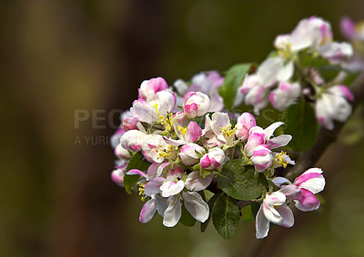 Buy stock photo A series of beautiful garden photos