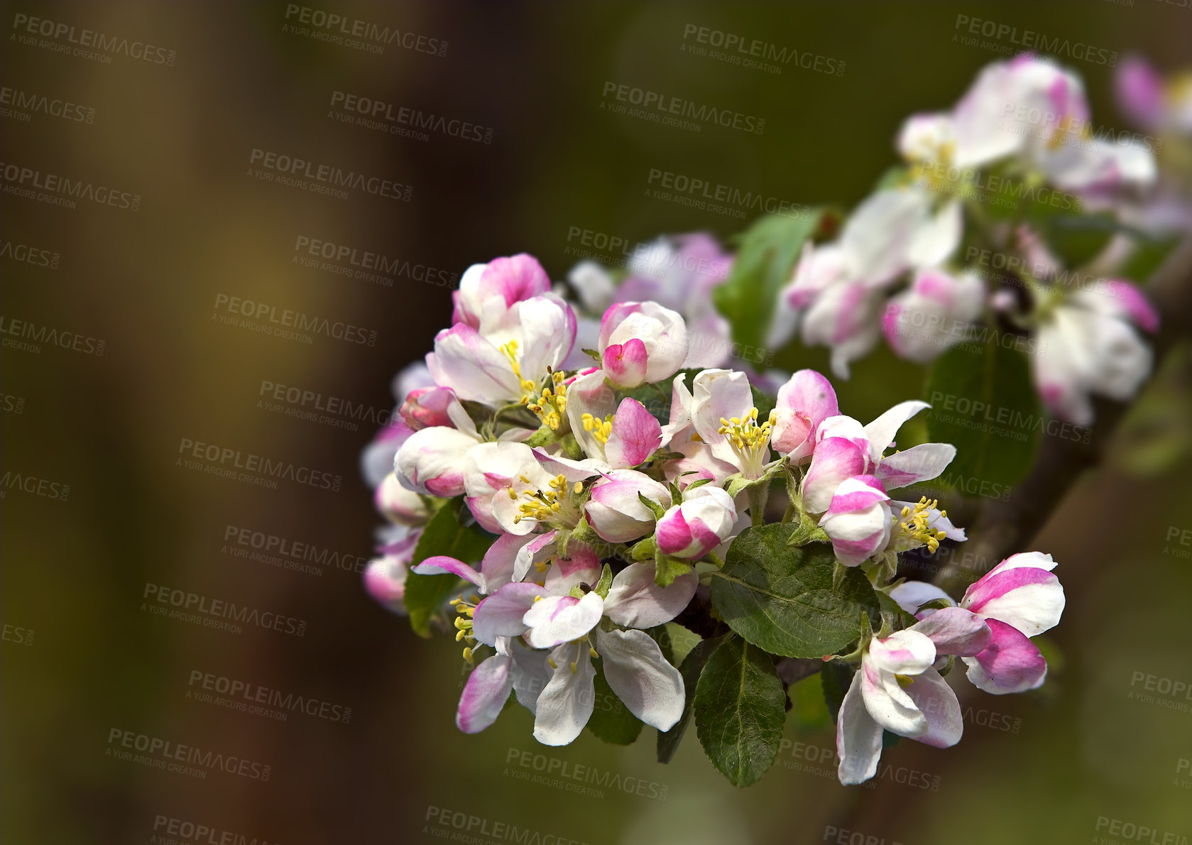 Buy stock photo A series of beautiful garden photos