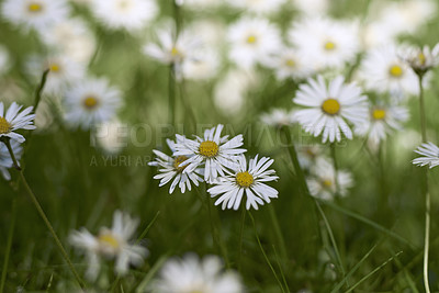 Buy stock photo A series of beautiful garden photos