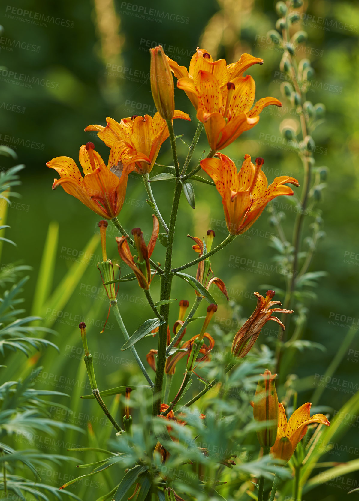 Buy stock photo Nature, flowers and orange Lily in garden for decoration, environment and spring aesthetic. Natural, background and plants with petals, blossom and bloom for growth, floral conservation and ecology